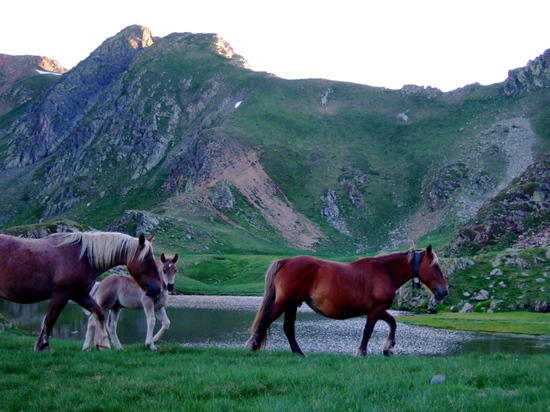 Visitors