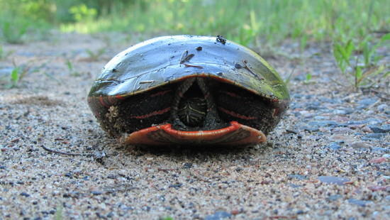 turtle