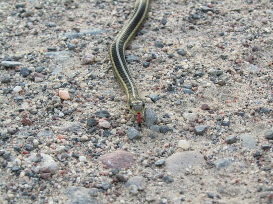 snake