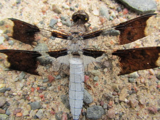 dragonfly