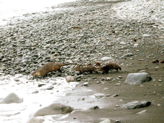 otters