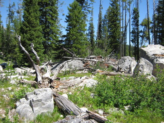 Downed Trees