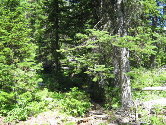 Denser Trees
