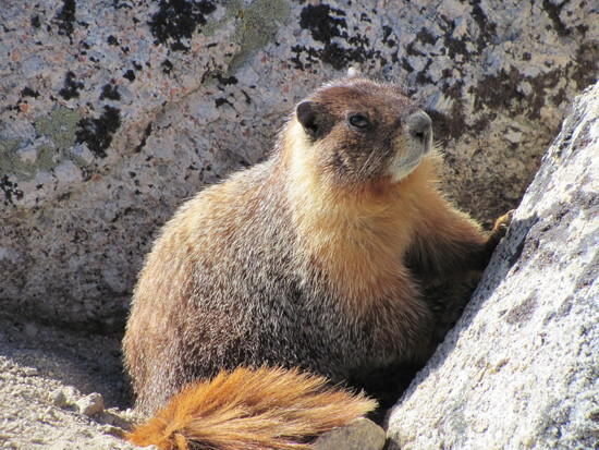 Marmot