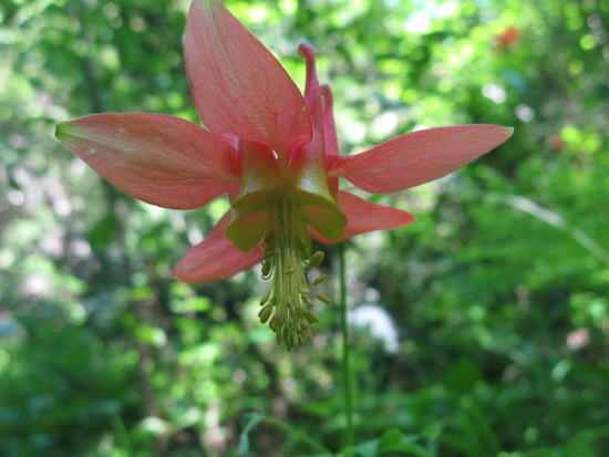 columbine