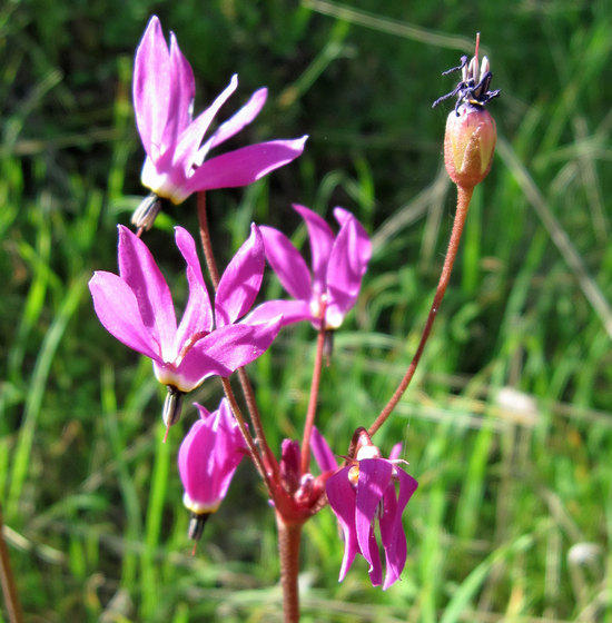 Colors Along the Trail 1