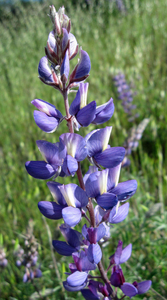 Colors Along the Trail 4