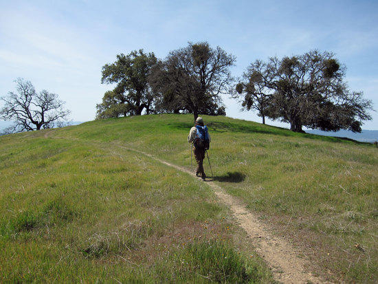 Graceful Arc in the Trail