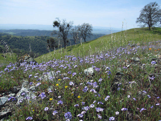 Fields of Spring