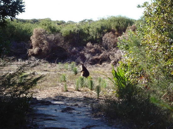 Wallaby