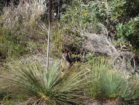 Wallaby 2