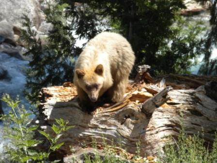bear