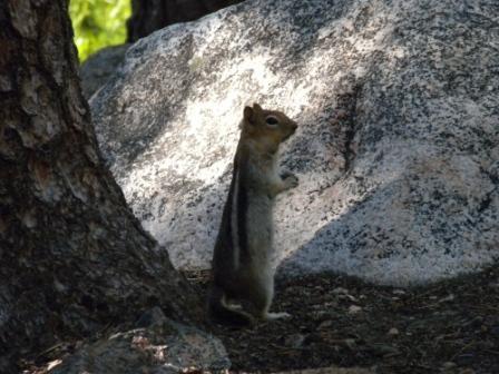 Mini Bear