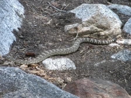 Snake