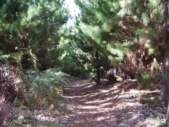 Into the pines...