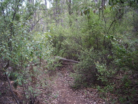 Through the scrub...
