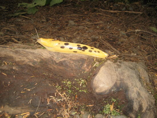 slug1