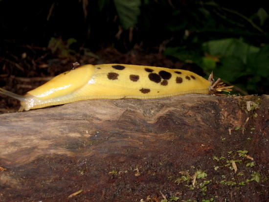 slug2