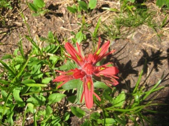 abundance of rain made for some great flowers
