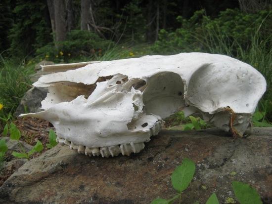 skull