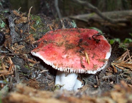 A mushroom in the wilderness