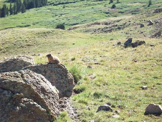A Marmot