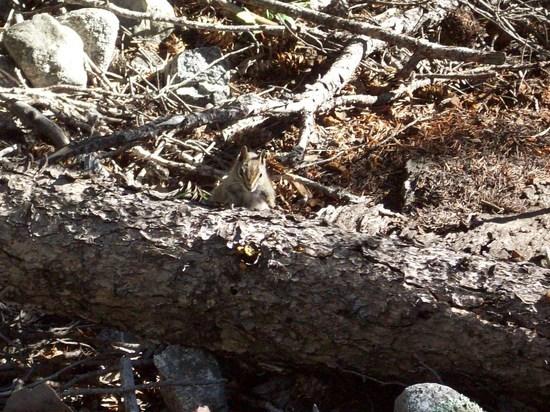 A ground squirrel on the hike out