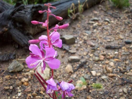 Just one of many pretty flowers seen along the trail