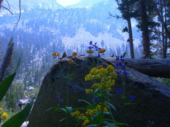 flowers