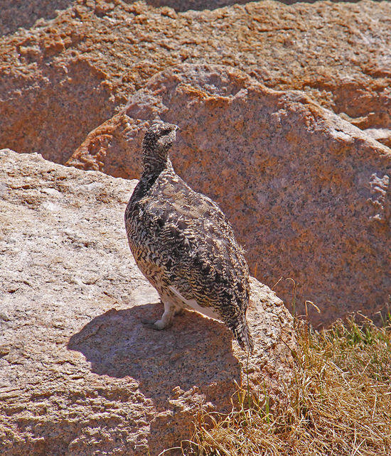 Greater Sage Grouse