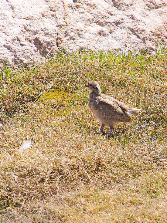 Juvenile Greater Sage Grouse