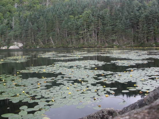 Lily pads
