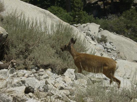 deer