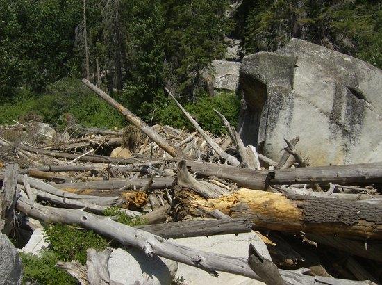 logs