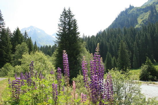 lupins
