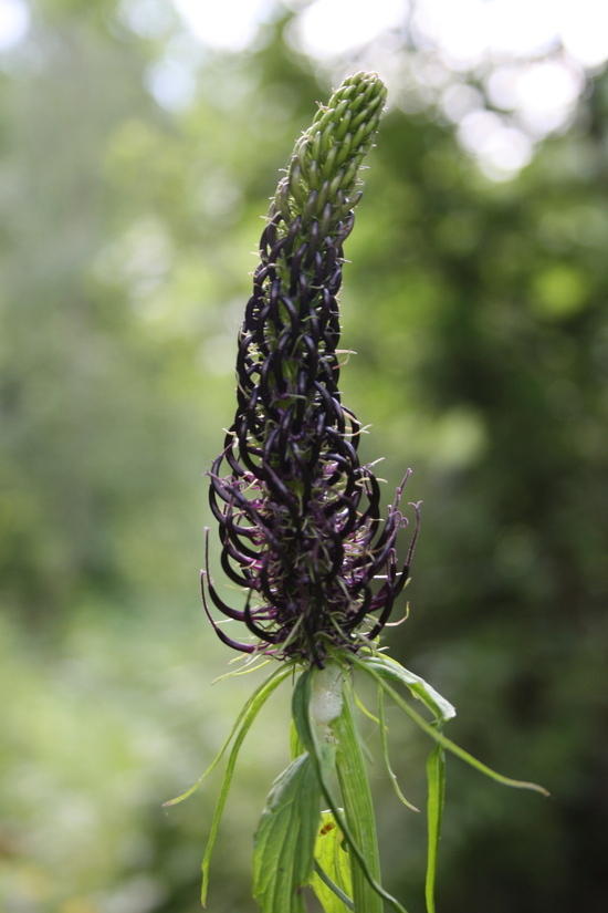 wilflowers