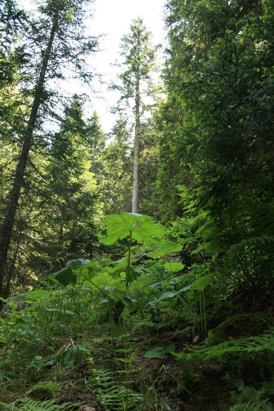 woods