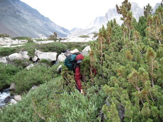bushwacking