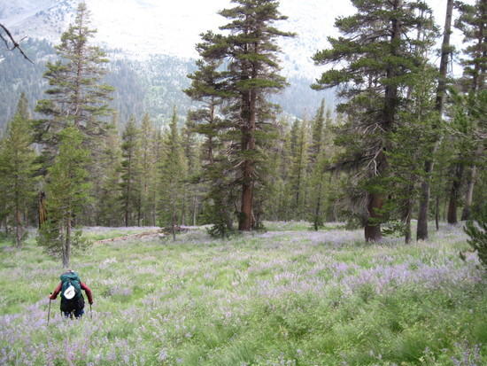 Virginia Canyon forest