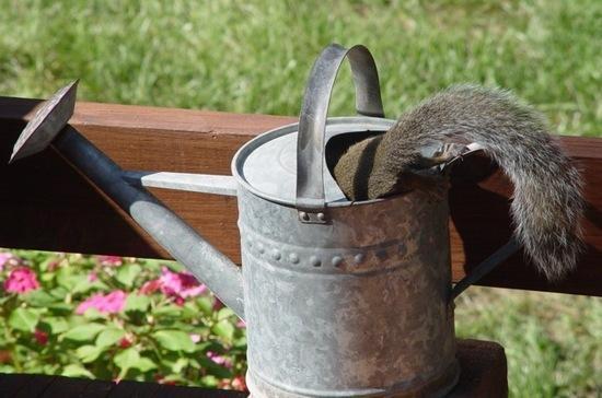 squirrel