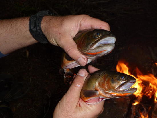 A nice pair of cutties