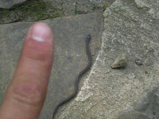 tiny snake