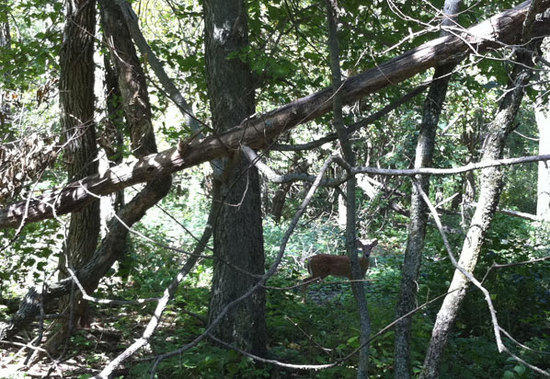 deer