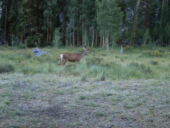 deer