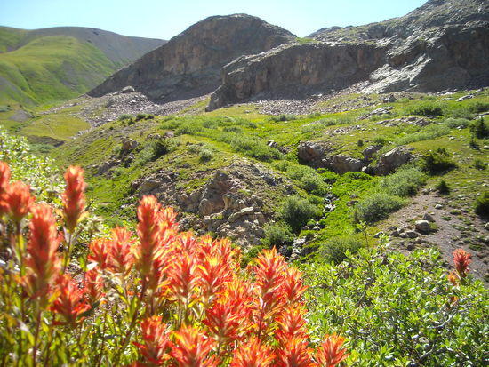 Flowers