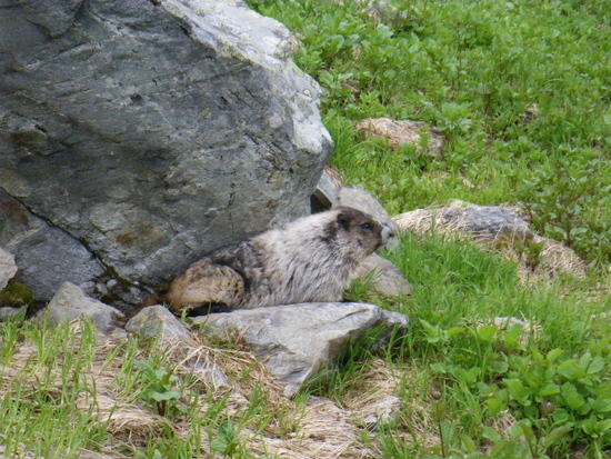 marmot
