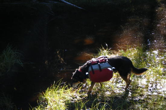 Bennie--trail name: "SHERPA"