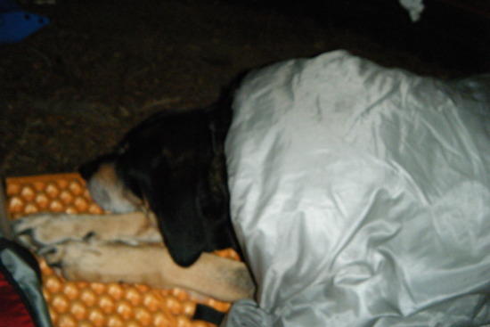 Custom Tim Marshall/Bigfoot designed dog quilt.