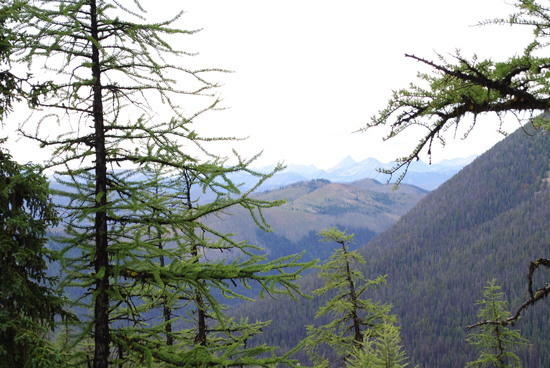 Pasayten