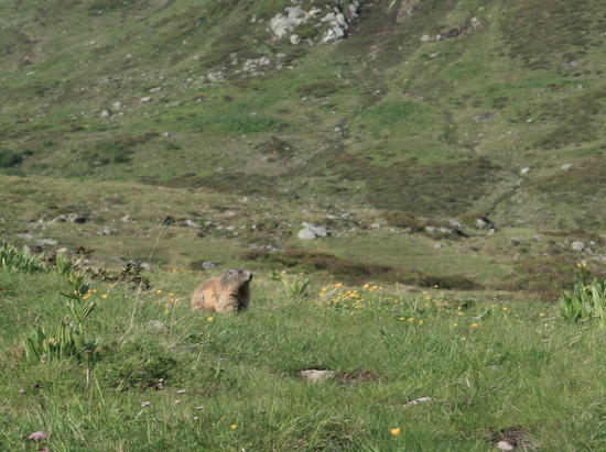 marmot